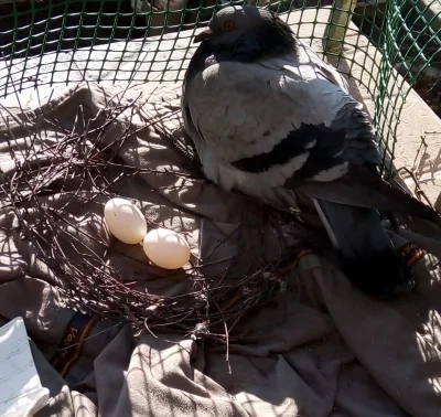 Grizzlycozjadaglizdy - @simpiara: