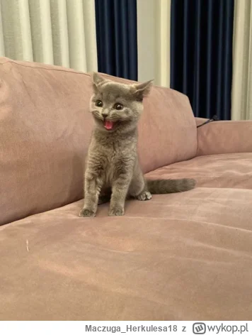 Maczuga_Herkulesa18 - Marzec 2020 i pierwszy dzień mojego kotka w naszym domu. To był...