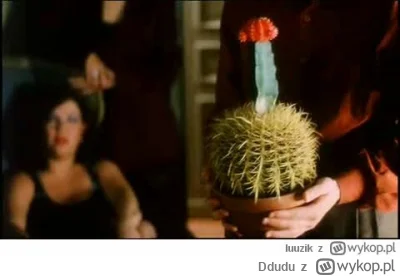 Ddudu - Jaka to odmiana kaktusa, serio pytam bo nie mogę znaleźć? #rosliny #argentyna...