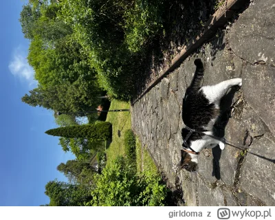 girldoma - Z psiurem na spacerze ( ͡° ͜ʖ ͡°)

#pokazkota