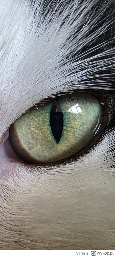 Varin - #pokazkota

Kontem O.K.