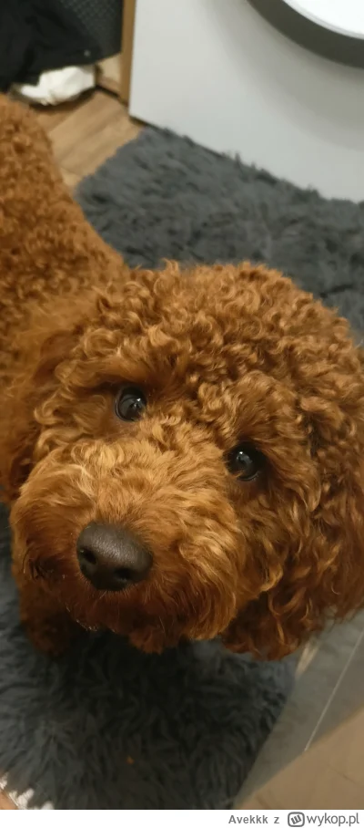 Avekkk - Czy te oczy mogą kłamać?

#śmiesznypiesek #psy #pies