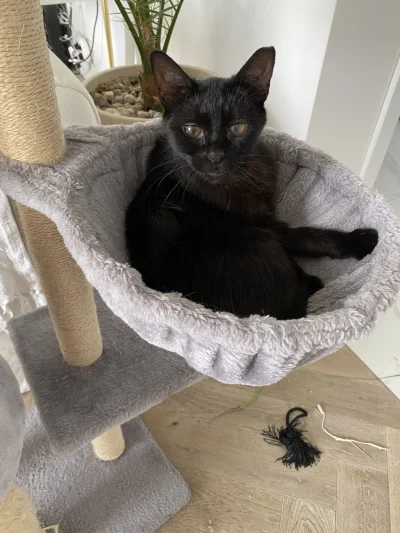 straszny_cham - ( ͡° ͜ʖ ͡° )つ──☆*:・ﾟ