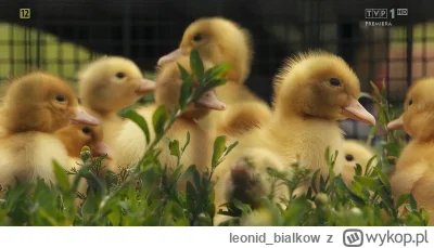 leonid_bialkow - #rolnikszukazony mogliby częściej pokazywać takie widoki zamiast zod...