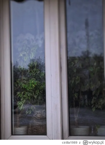 cirilla1989 - Skazany na parapet. 

#pokazkota #koty #kitku #rychu #smiesznekotki