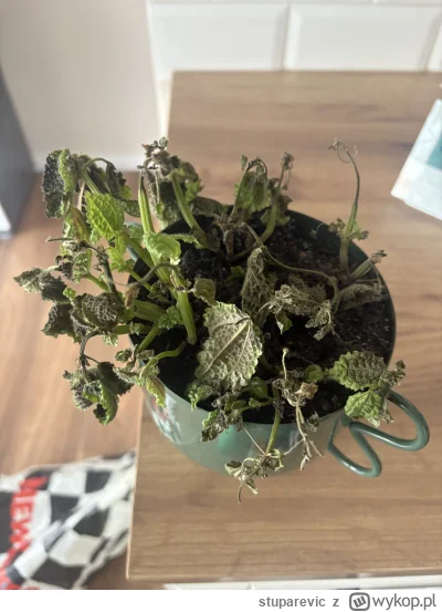 stuparevic - Czy tego kwiatka da radę jeszcze uratować? To tak zwany pieniążek. Prawd...