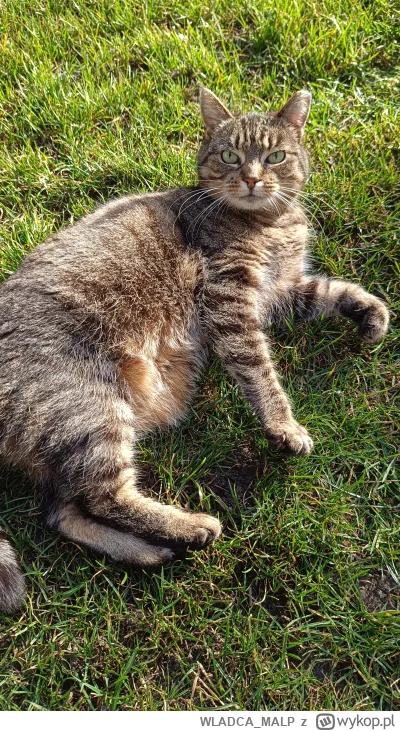 WLADCA_MALP - Wiosenne tarzanko w trawie... W końcu koniec dywanów!
#zdjeciatarzana #...