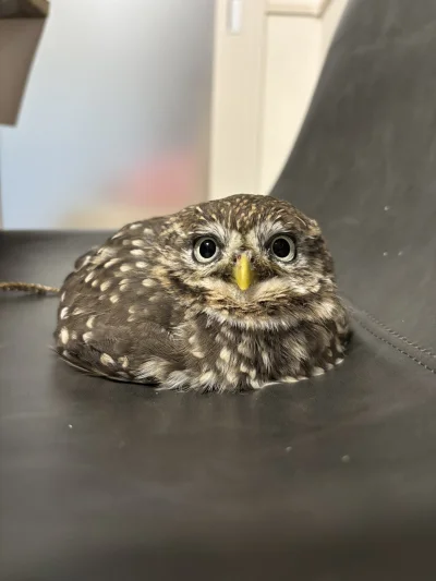 JaTuTylkoNaMoment - Chlebek 
#sowysazajebiste #zwierzaczki