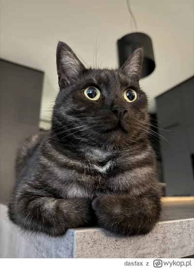 dasfax - #kot #pokazkota