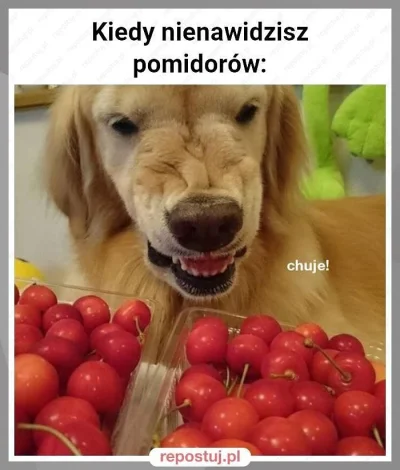 mariecziek - >Wszyscy kochają pomidory. 

@Damasweger: No nie wiem, nie wiem. ( ͡° ͜ʖ...