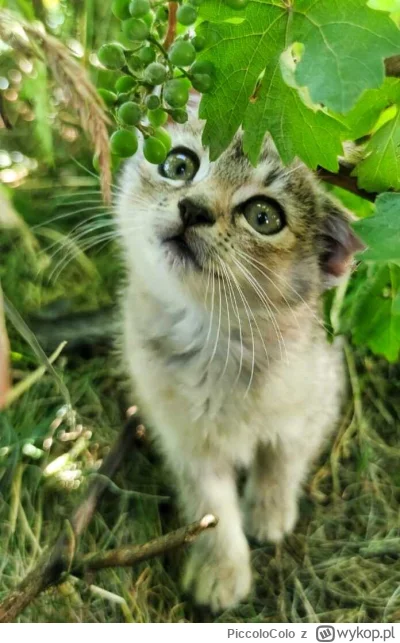 PiccoloColo - Moje ulubione. Kociaki cudnie pozują