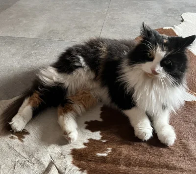 sesa_sebix - Otworzyłem balkon i władowała mi się taka kicia. Zobaczcie jaka bamba
#k...