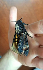 Anhed - Aktualizacja tego wpisu, okazało się że to była jednak poczwarka zmierzchnicy...