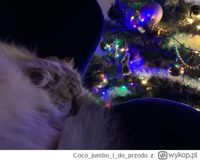 Cocojumboidoprzodu - Świąteczne śpiące kitku.
#koty #kot #choinka #swieta