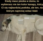 Kryspin013 - #psiarze