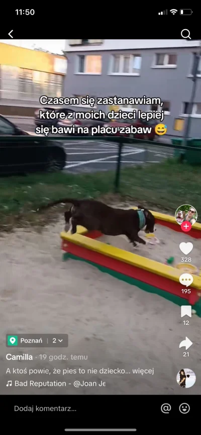 niewiem88 - Nie ma to jak amstaff na placu zabaw bo ona MOŻE xD już pomijając fakt, ż...