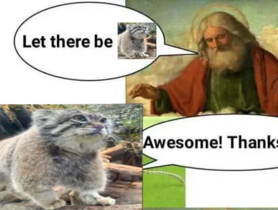 sumeryjskie_summerparty - #manul