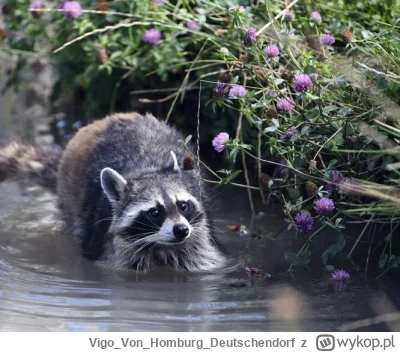 VigoVonHomburg_Deutschendorf - Wlazł do strumienia, bo ciepło, można się kąpać.
#szop...
