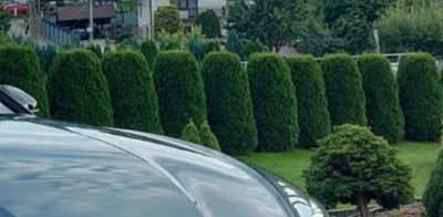 Siateczkasrodplazmatyczna - Co to za drzewka przy ogrodzeniu? #rosliny #ogrod #ogrodn...