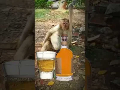 Moczymorda77 - #raportzpanstwasrodka
Małpcin frejer w poniedziałek po pracy ma konce...