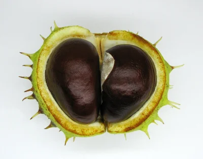 Apaturia - Ile kasztanów można znaleźć w jednej łupinie? Zazwyczaj jeden owoc kasztan...