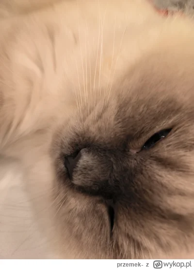 przemek- - Śpi po 20godzin na dobę, jak tak można żyć ?
#pokazkota #koty