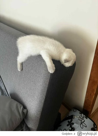 Goijden - #pokazkota #koty … i wylądował ( ͡° ͜ʖ ͡°)