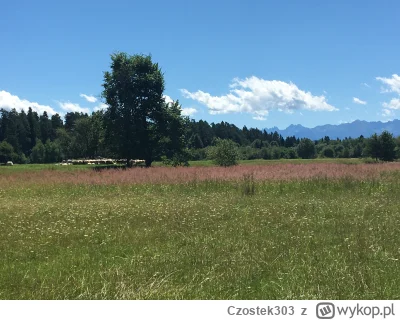 Czostek303 - @Czostek303: owieczki boże