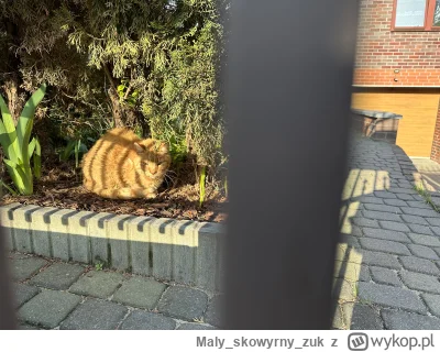 Malyskowyrnyzuk - #koteczkizprzypadku #pokazkota #koty 
A co to za slodziaczek sie wy...