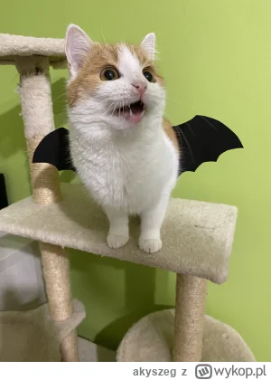 akyszeg - Wąpierz #halloween #pokazkota