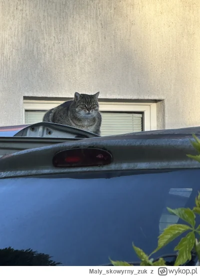 Malyskowyrnyzuk - #koty #koteczkizprzypadku #kitku #grubykot 
Ale ulaniec (╯°□°）╯︵ ┻━...