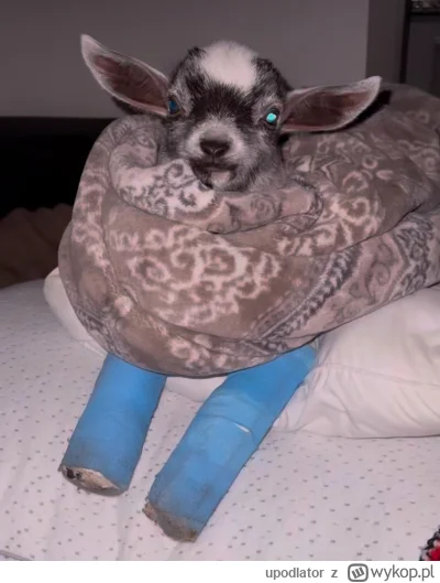 upodlator - Koza kurde