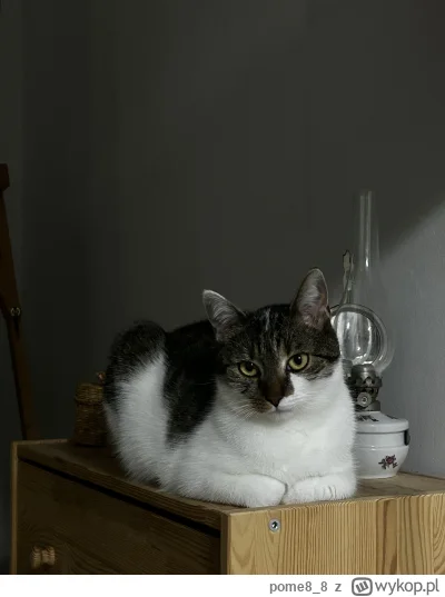 pome8_8 - Piękny drań
#pokazkota #kitku #zwierzaczki