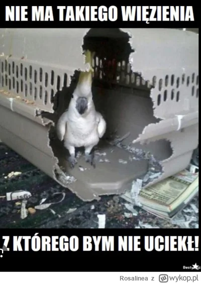 Rosalinea - @Dermati: prawniczy bełkot podobno ustawowo został zlikwidowany, ale każd...