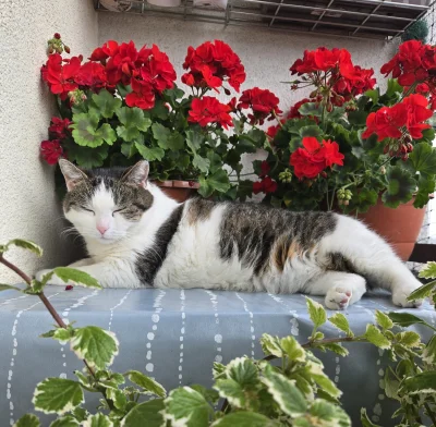 Solsith - #pokazkota #spaslak w swoim naturalnym środowisku(｡◕‿‿◕｡)