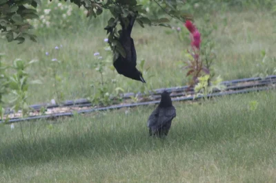 Corvus_Frugilagus - Dobranoc wszystkim i życzę miłego czwartku.