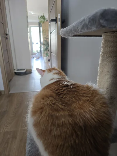 RicoElectrico - #pokazkota