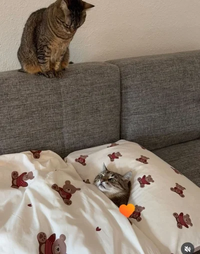 piSSowiec39 - Stefania zaniepokojona skrajnym lenistwem partnera ( ͡º ͜ʖ͡º) #codzienn...