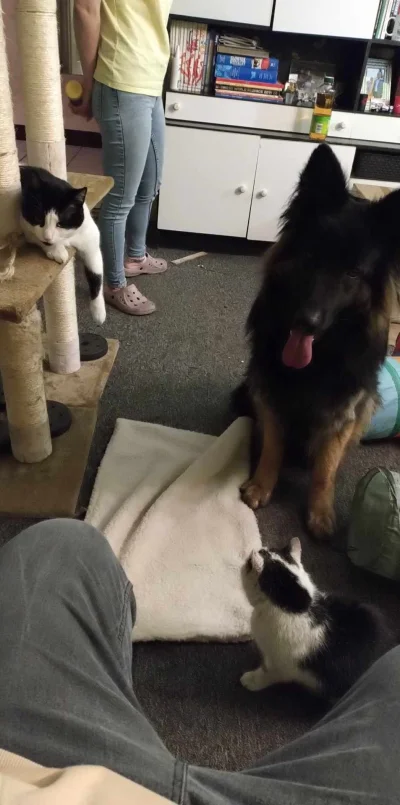 cornel9192 - @cornel9192: jak się przybłąkała została przywitana przez wszystkich :)