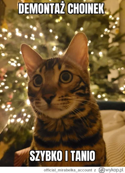 officialmirabelkaaccount - #pokazkota #smiesznekotki