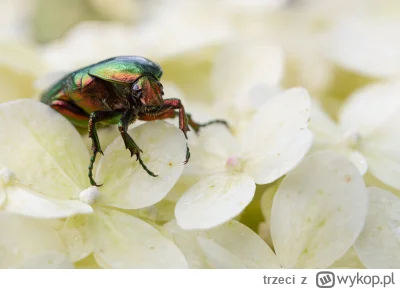 trzeci - #fotografia #trzeciwpis #makrofotografia
D7200 + 70-200 (+dystans 35mm)