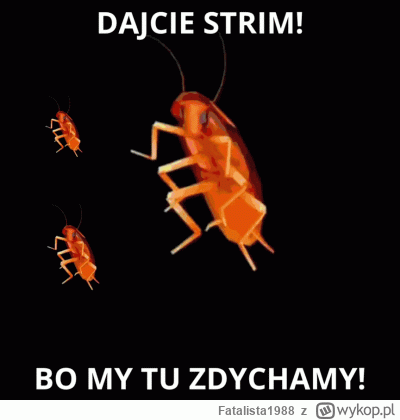 Fatalista1988 - #danielmagical #raszei #patostreamy