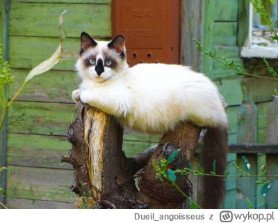 Dueil_angoisseus - #kot #kitku #koty #wiejskiekitku #ladnekitku