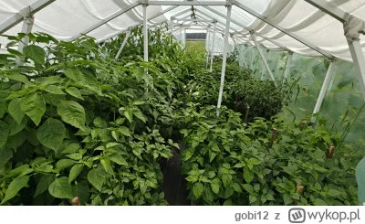 gobi12 - @janusz-lece Tutaj jest dużo towaru.