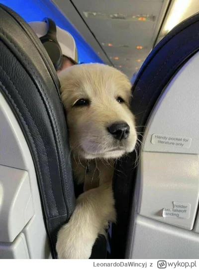 LeonardoDaWincyj - @mienskoduszone