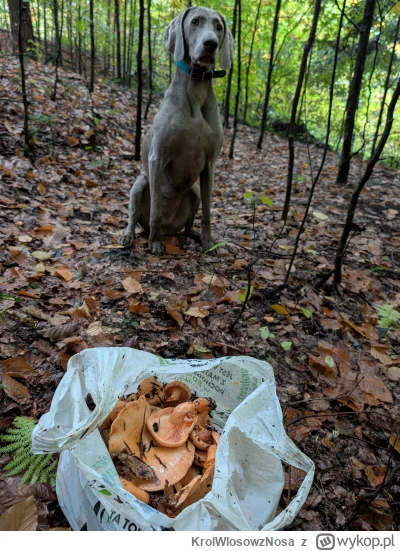 KrolWlosowzNosa - Dobre miejsce, pół godzinki i reklamówka prawdziwego rarytasu ( ͡° ...