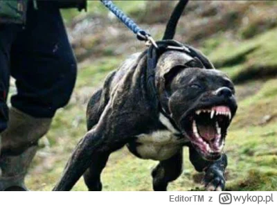 EditorTM - Spokojnie, on się tylko tak bawi. #psiarze #bekazpodludzi #patologiazmiast...