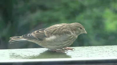 Lenalee - Nowy ptaszek na parapecie odblokowany.
Nie jestem pewna co to jest, pani p...