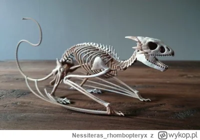 Nessiteras_rhombopteryx - #gabinetosobliwosci #smoki