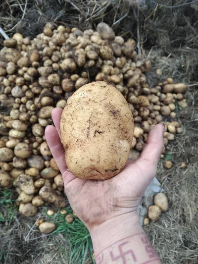 Dobry_Gospodarz - Dla takich ziemniaków się żyje 

#ogrodnictwo